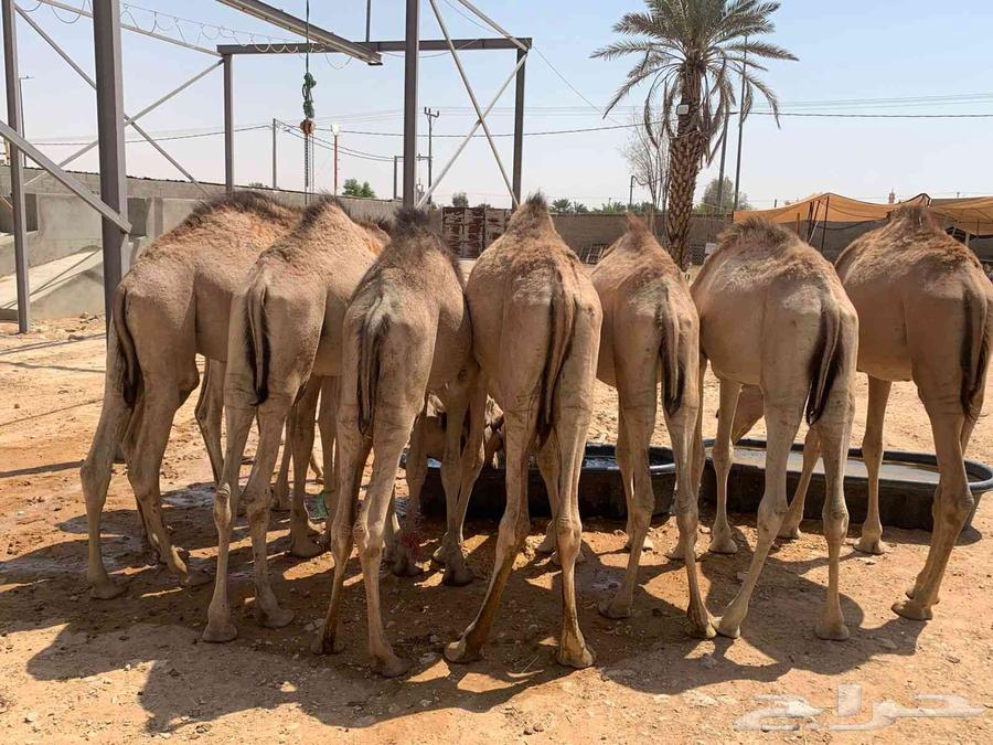 قعدان صومالية مفاريد للبيع قعود حاشي64562713214083110