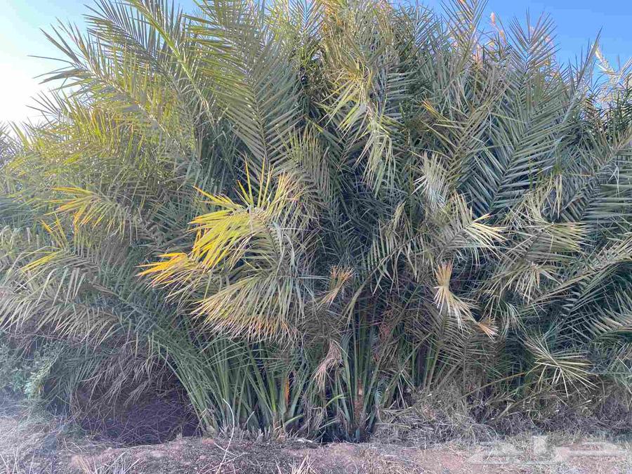 مشتل فسائل للبيع64569821840898111