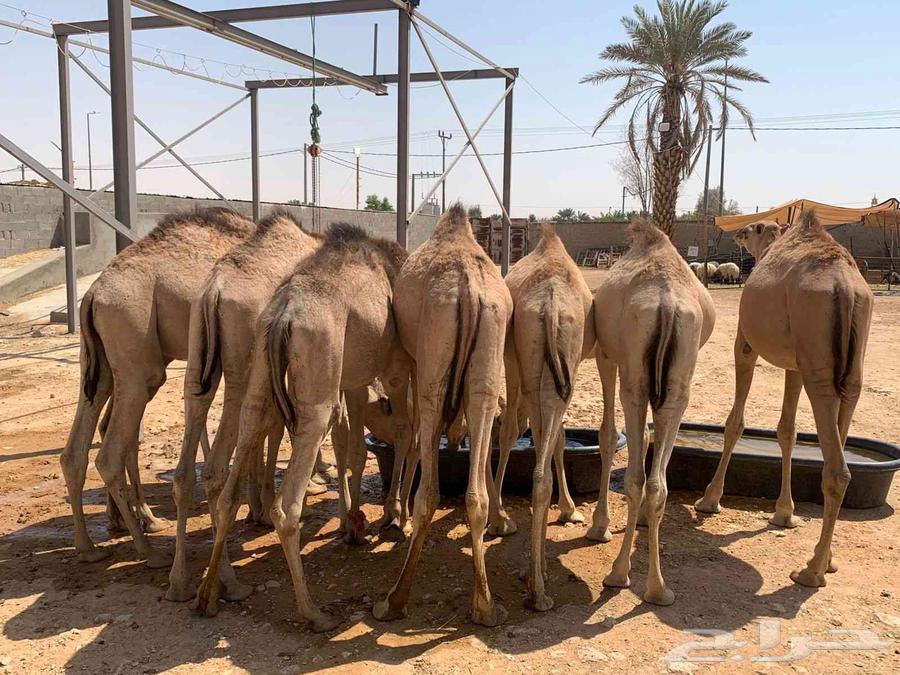 قعدان صومالية مفاريد للبيع قعود حاشي64562713214083111