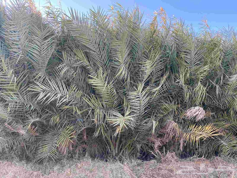 مشتل فسائل للبيع64569821840898112