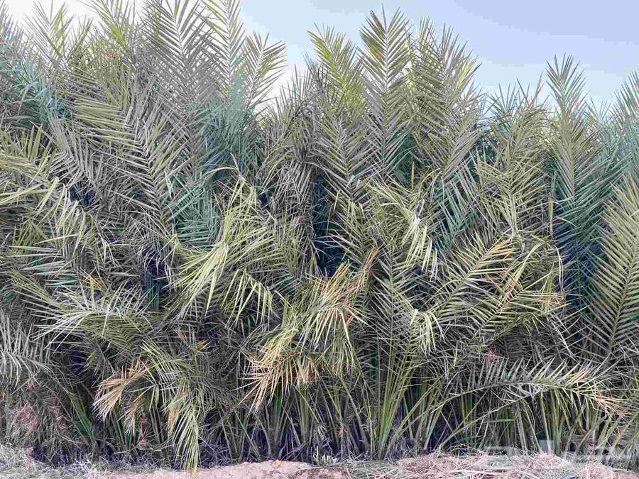 مشتل فسائل للبيع64569821840898114