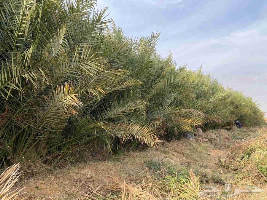 مشتل فسائل للبيع64569821840898113