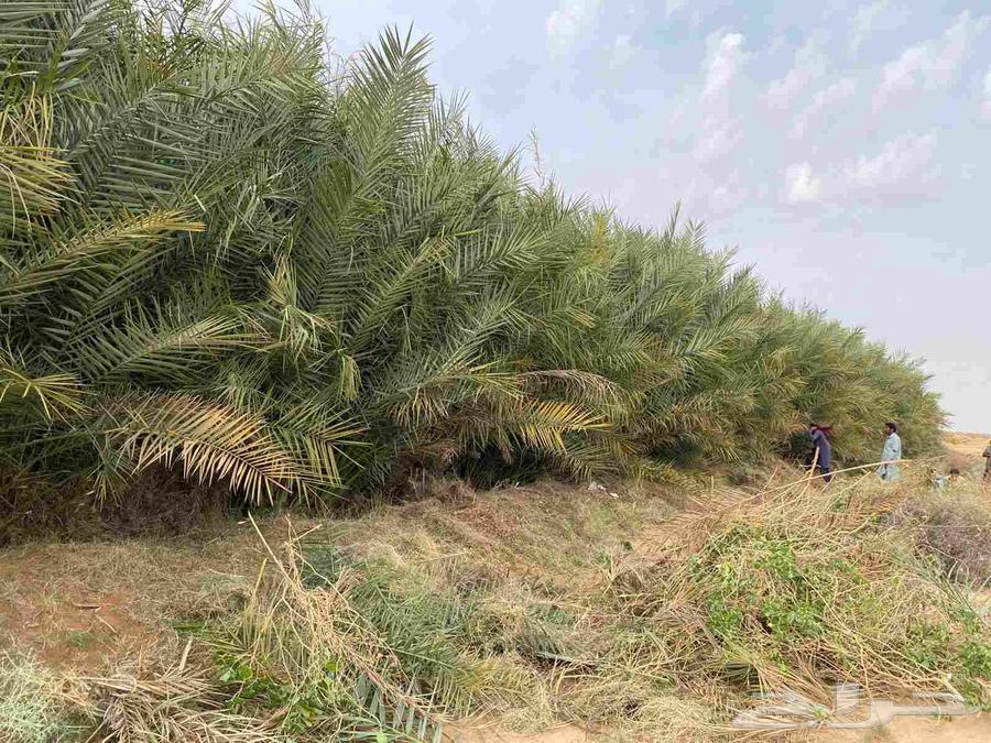 مشتل فسائل للبيع64569821840898110