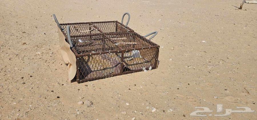 قفصين حمام   دجاج64565158515458111