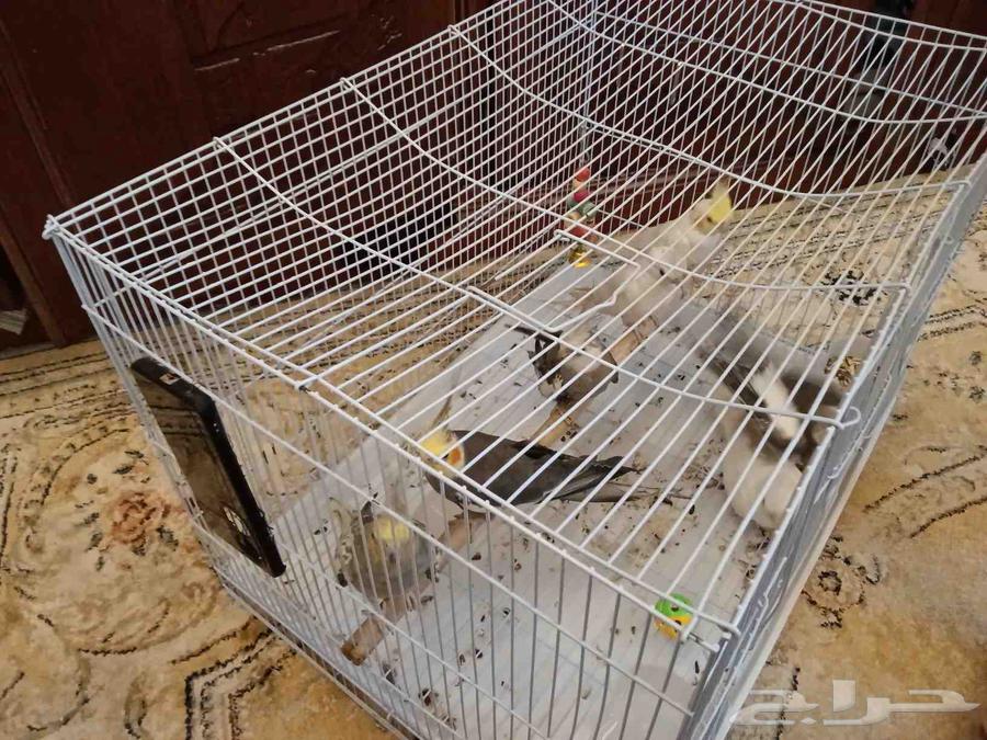 7 كوكتيل مع جميع. مستلزماته64566465135745111