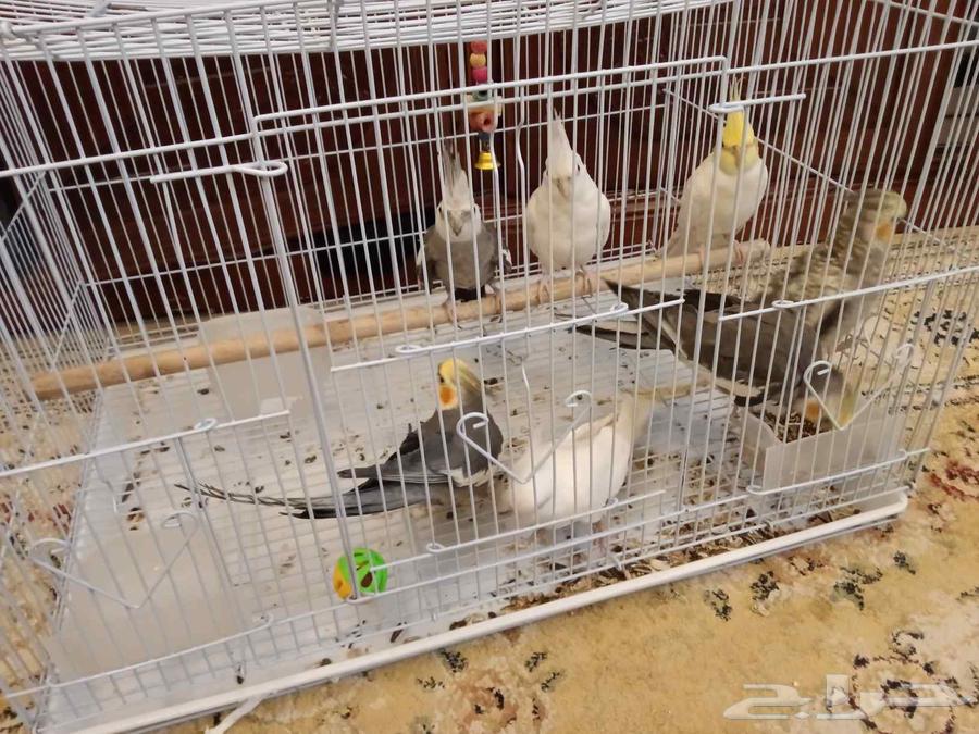 7 كوكتيل مع جميع. مستلزماته64566465135745110