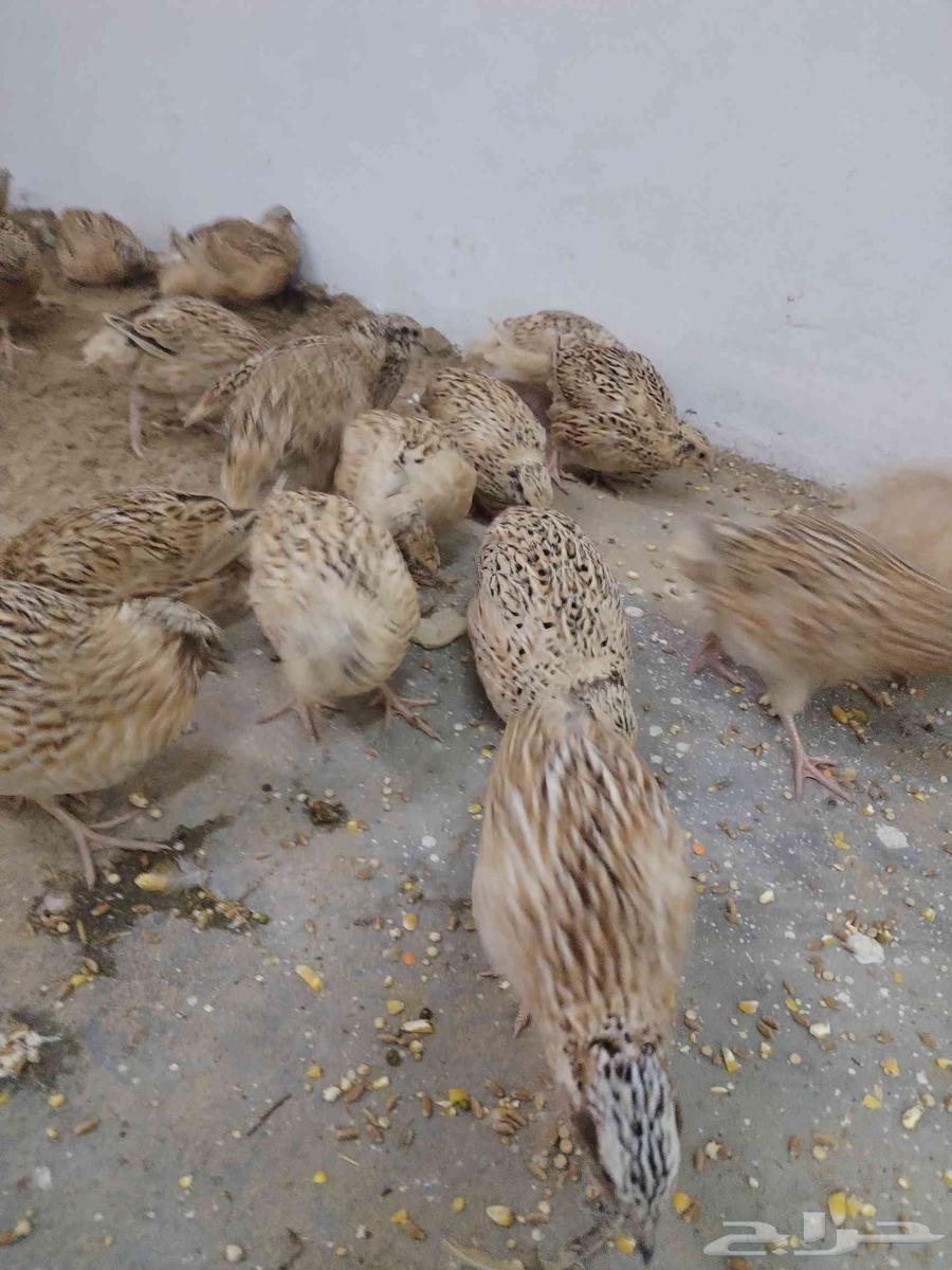 سمان للبيع64571203336578110