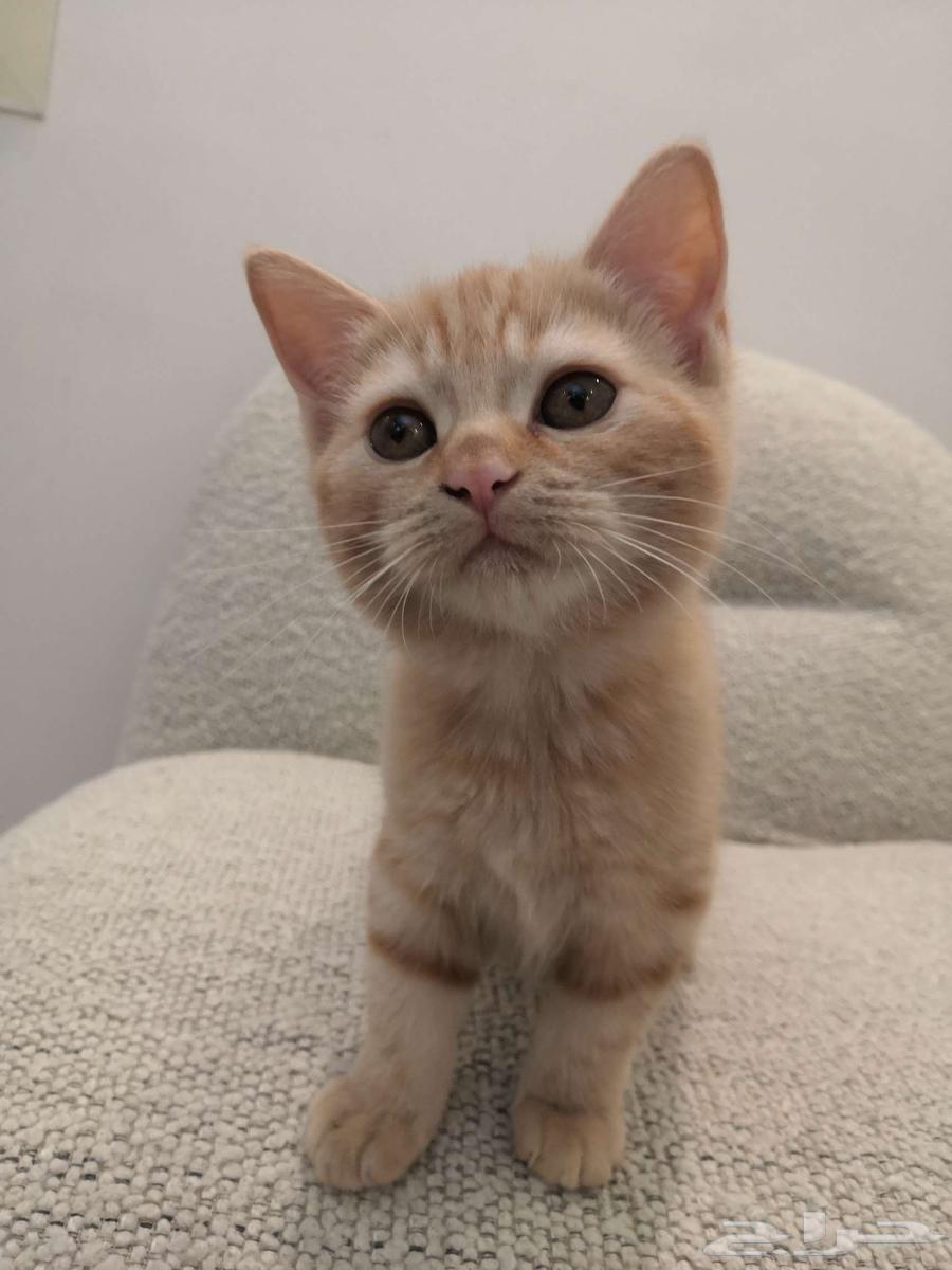 قطط للبيع بعمر شهرين و نصف64568168654338113