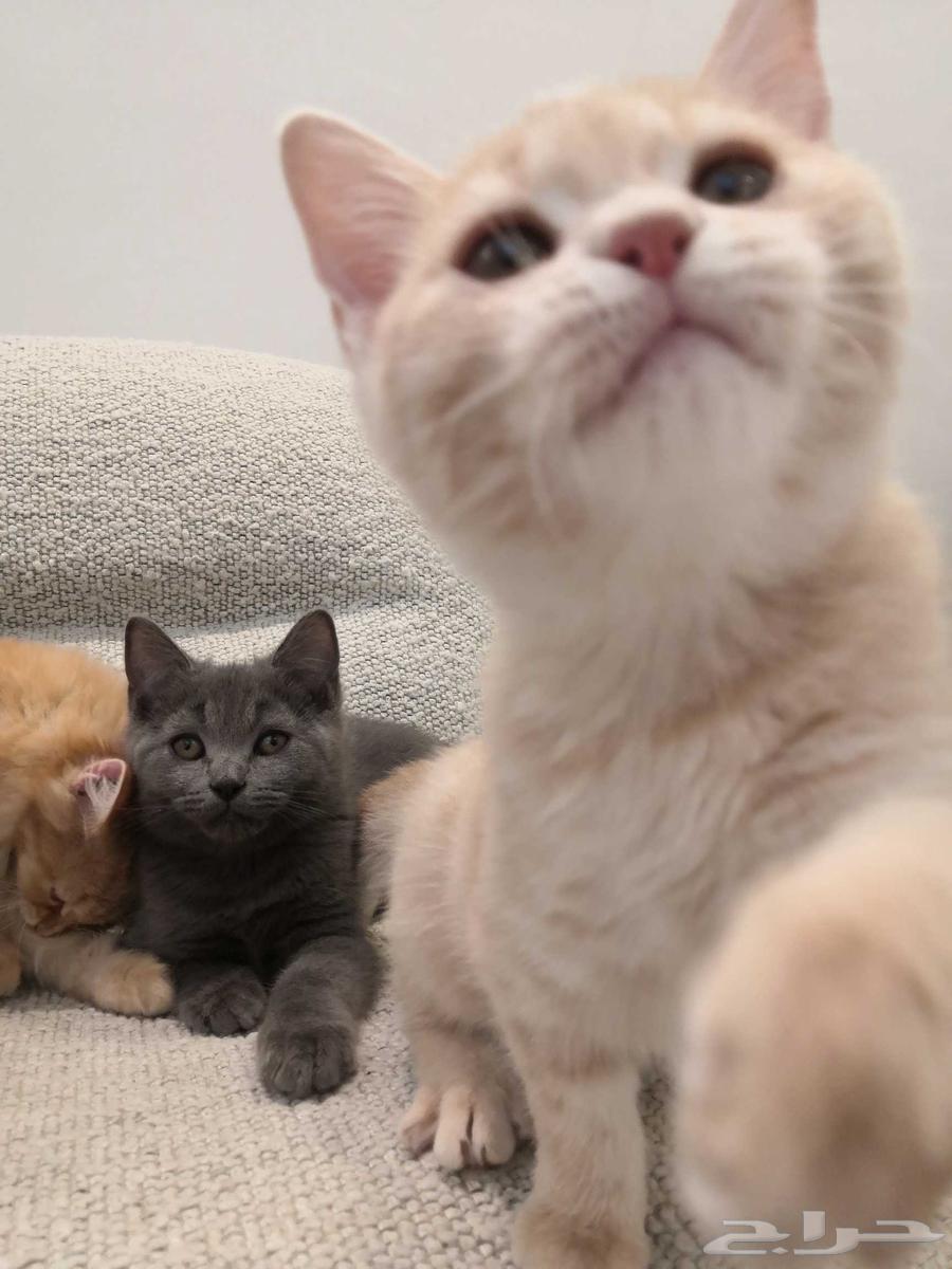 قطط للبيع بعمر شهرين و نصف64568168654338110
