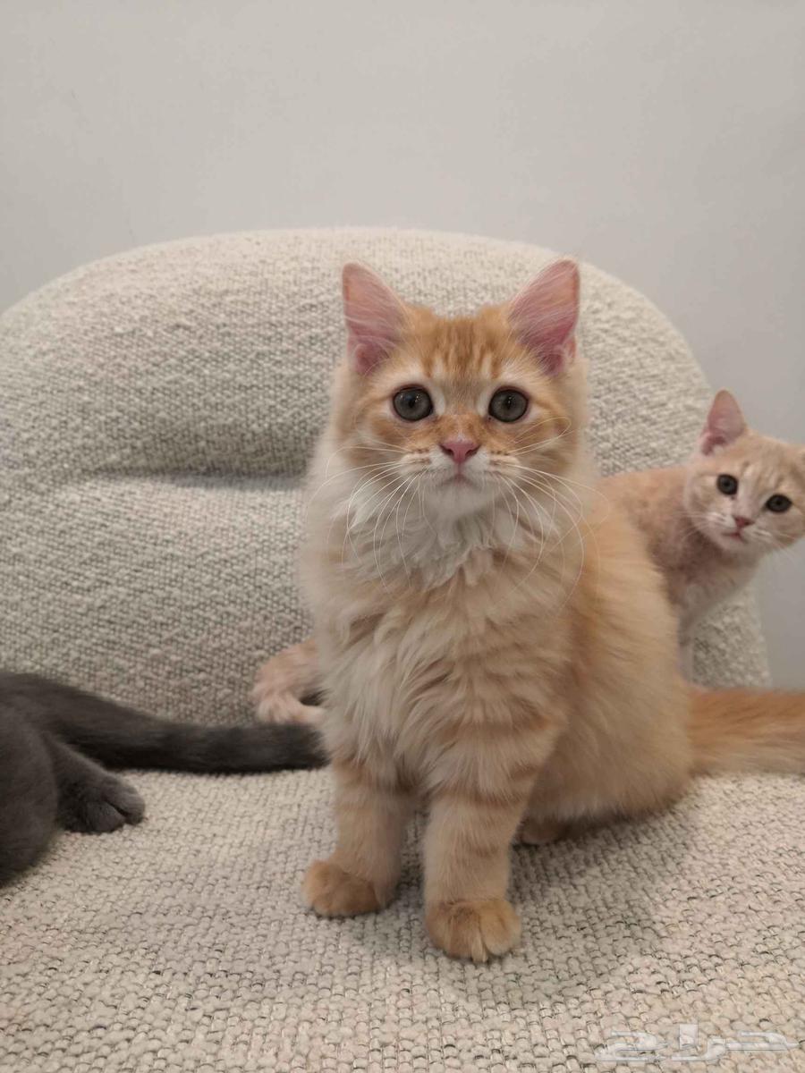 قطط للبيع بعمر شهرين و نصف64568168654338111