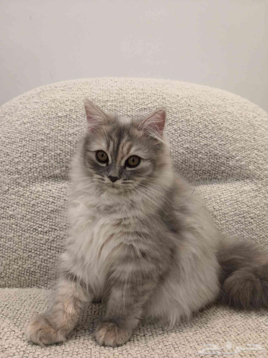 قطط للبيع بعمر شهرين و نصف64568168654338114