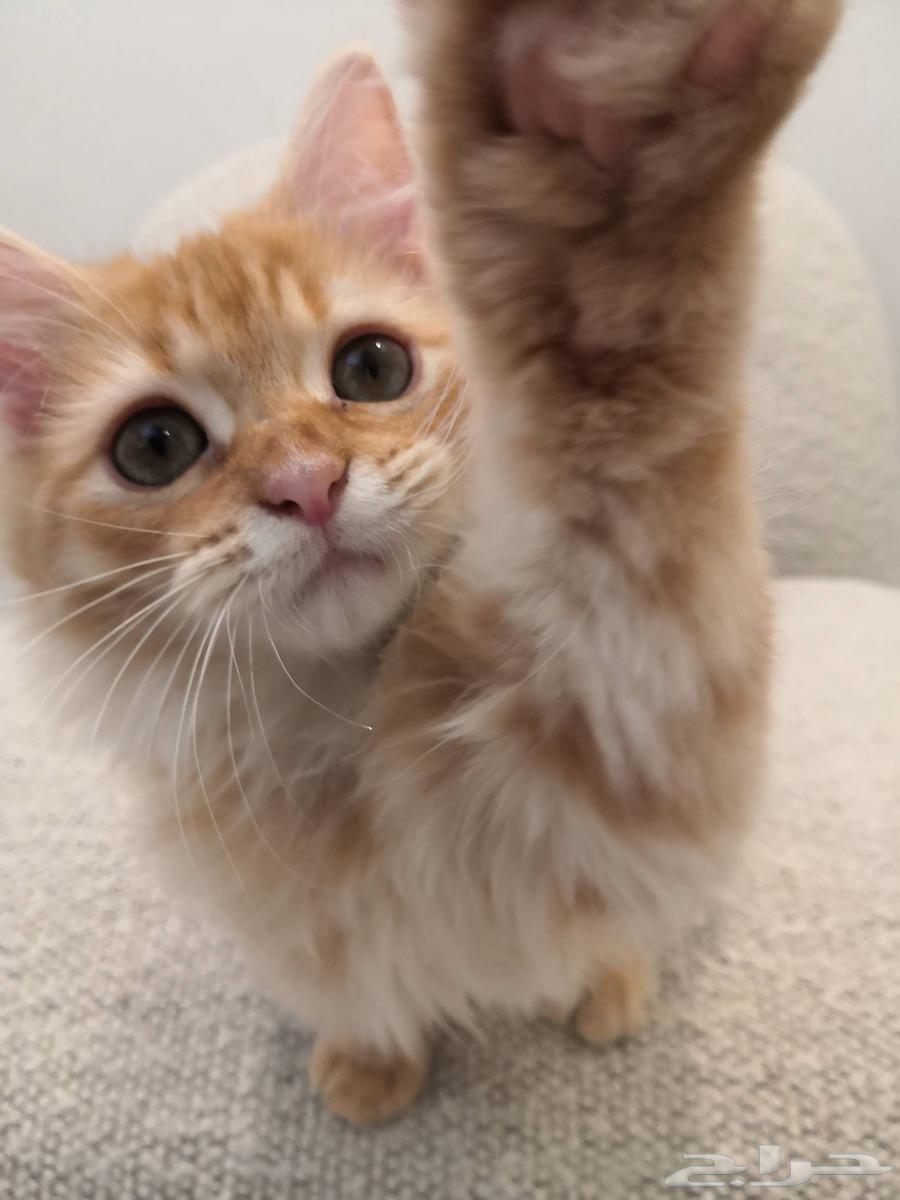 قطط للبيع بعمر شهرين و نصف64568168654338112