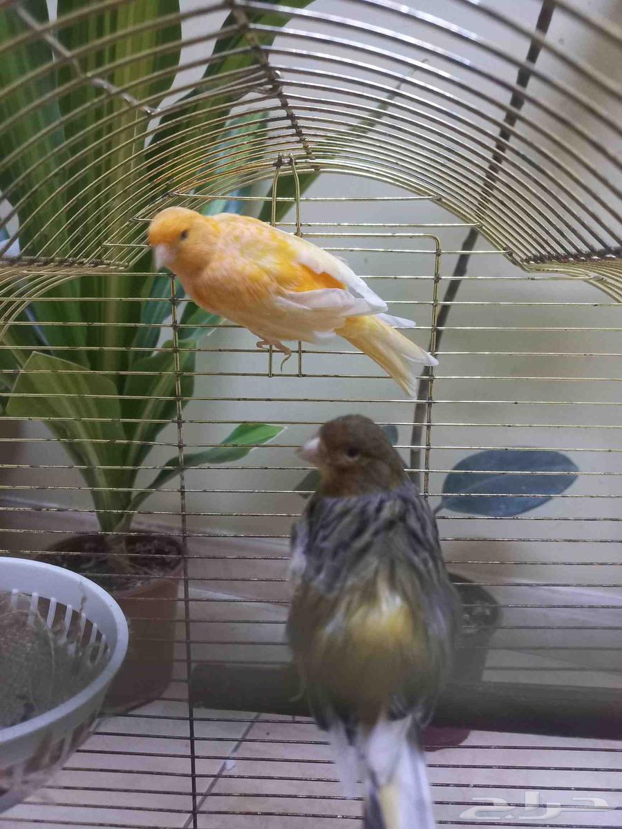 اناث كناري منتجة(تم البيع)64562824803074112