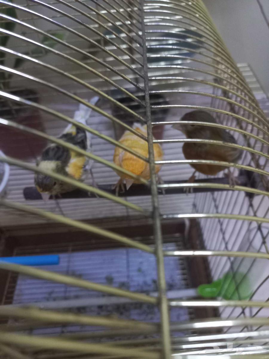 اناث كناري منتجة(تم البيع)64562824803074114