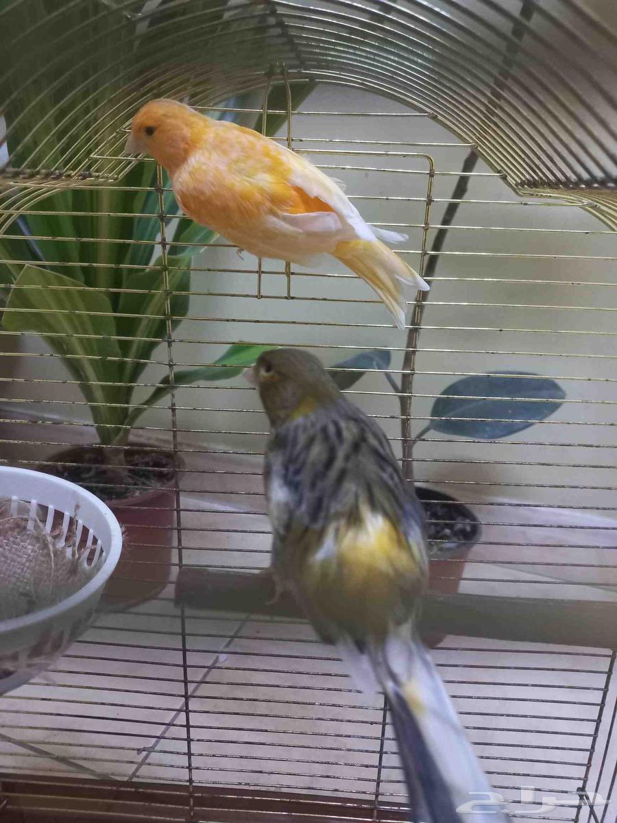 اناث كناري منتجة(تم البيع)64562824803074111