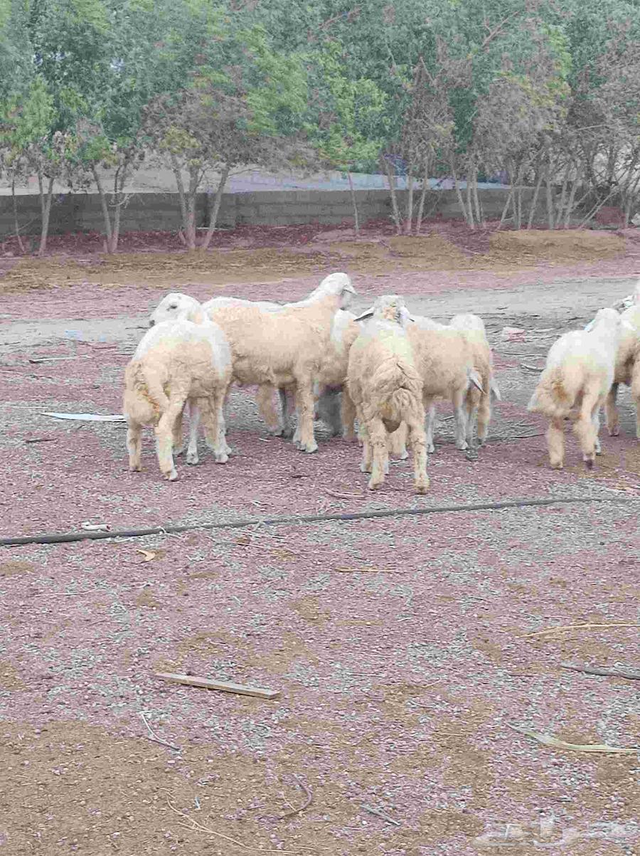 طليان للبيع64564115838850112