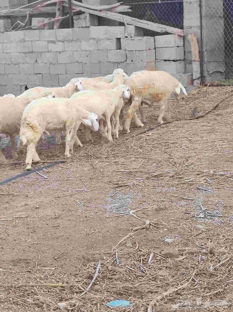 طليان للبيع64564115838850110