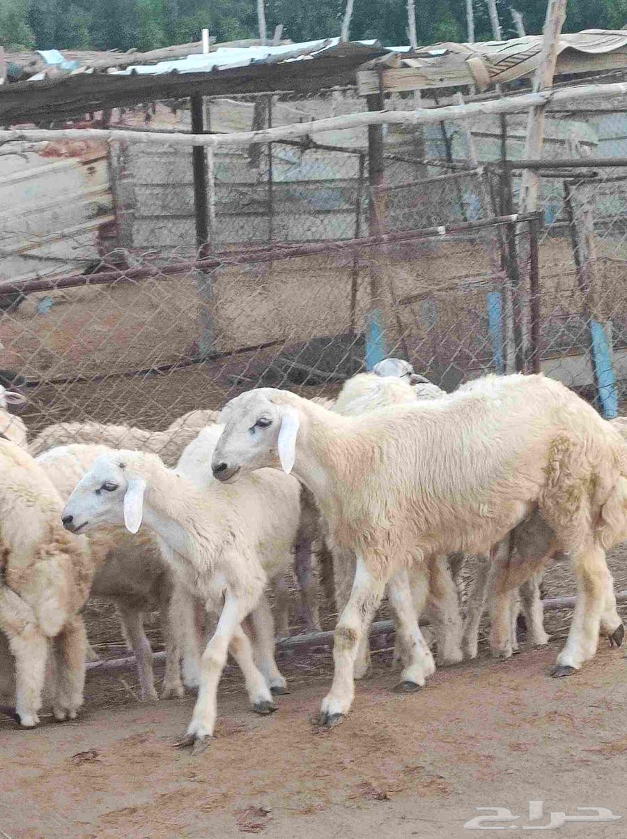 طليان للبيع64564115838850114