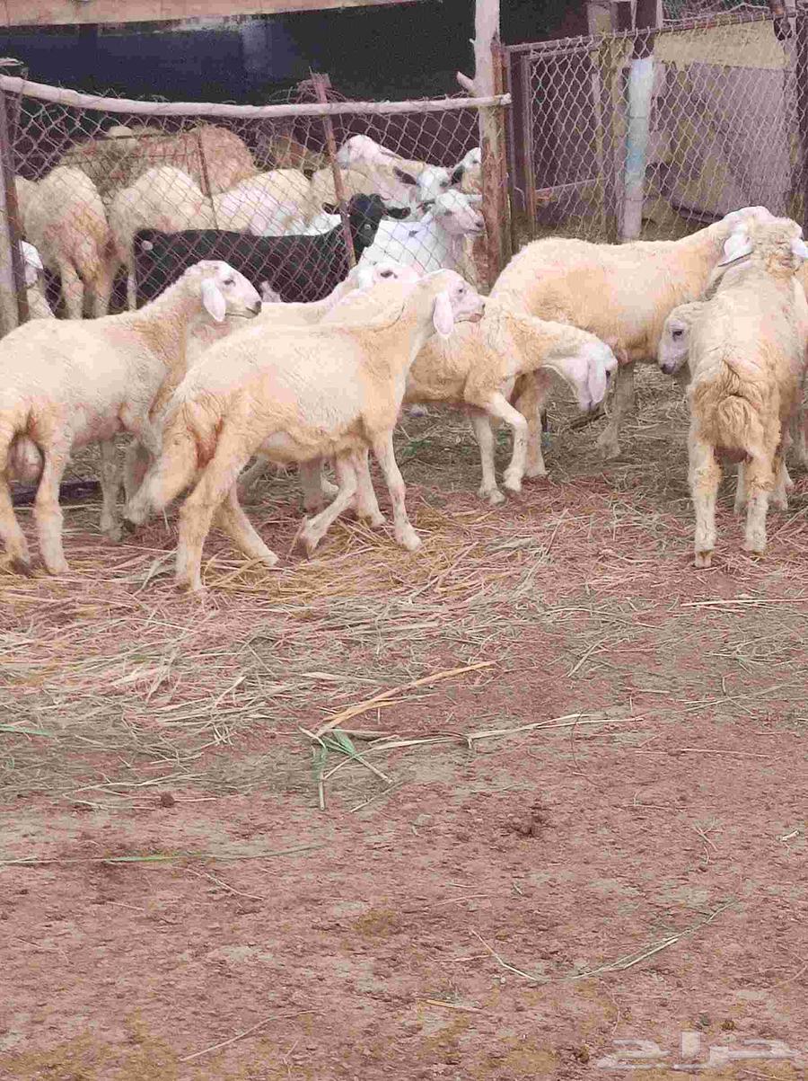 طليان للبيع64564115838850113