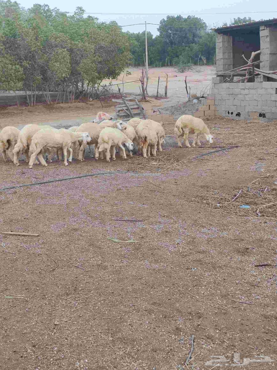 طليان للبيع64564115838850111