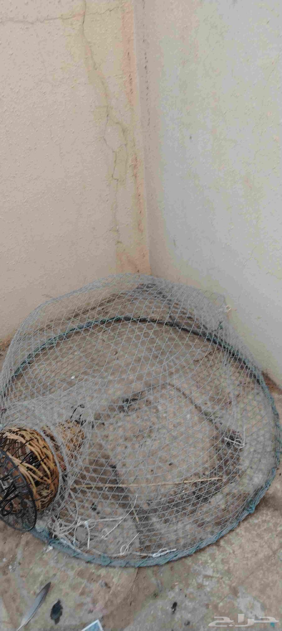 صخوه بحر للبيع64568222960899110