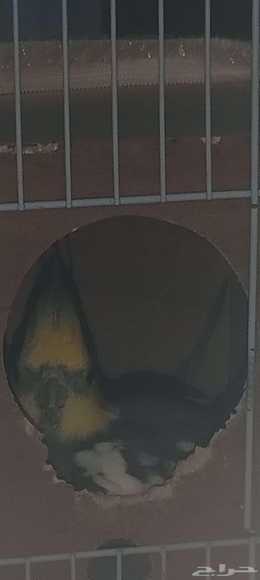 طير كوكتيل باكستاني للبيع64567919238147110