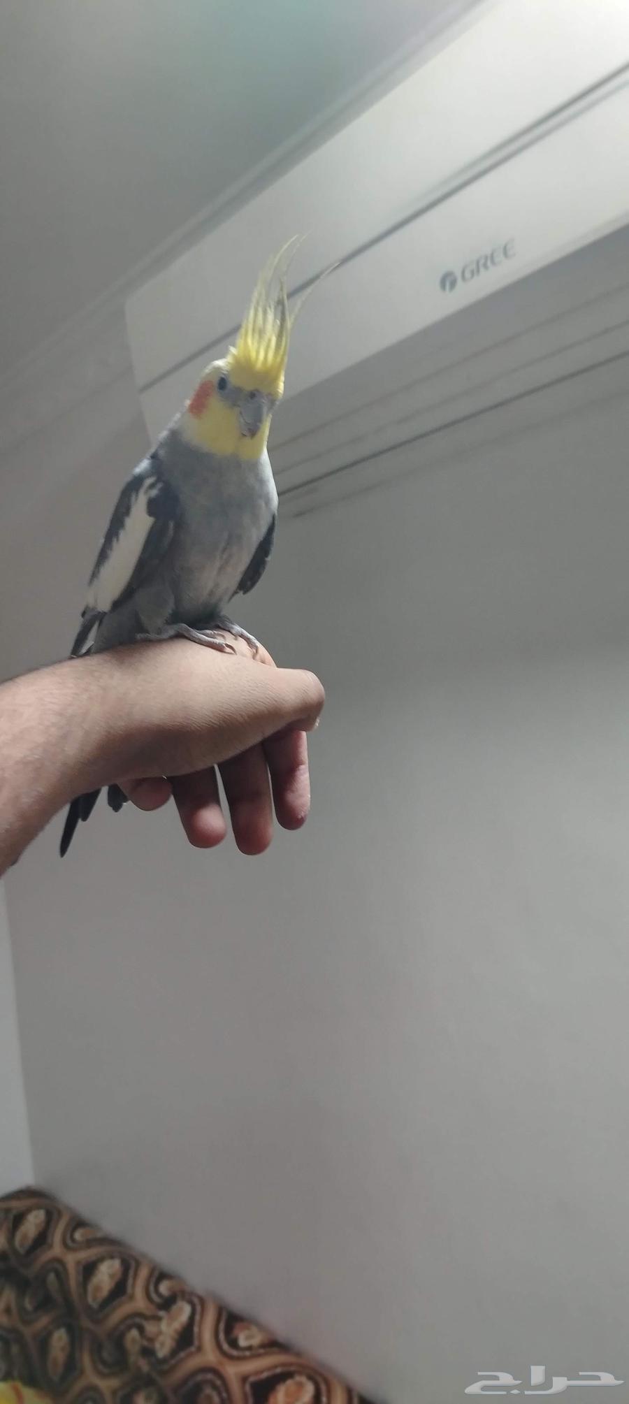 طير كوكتيل باكستاني للبيع64567919238147113