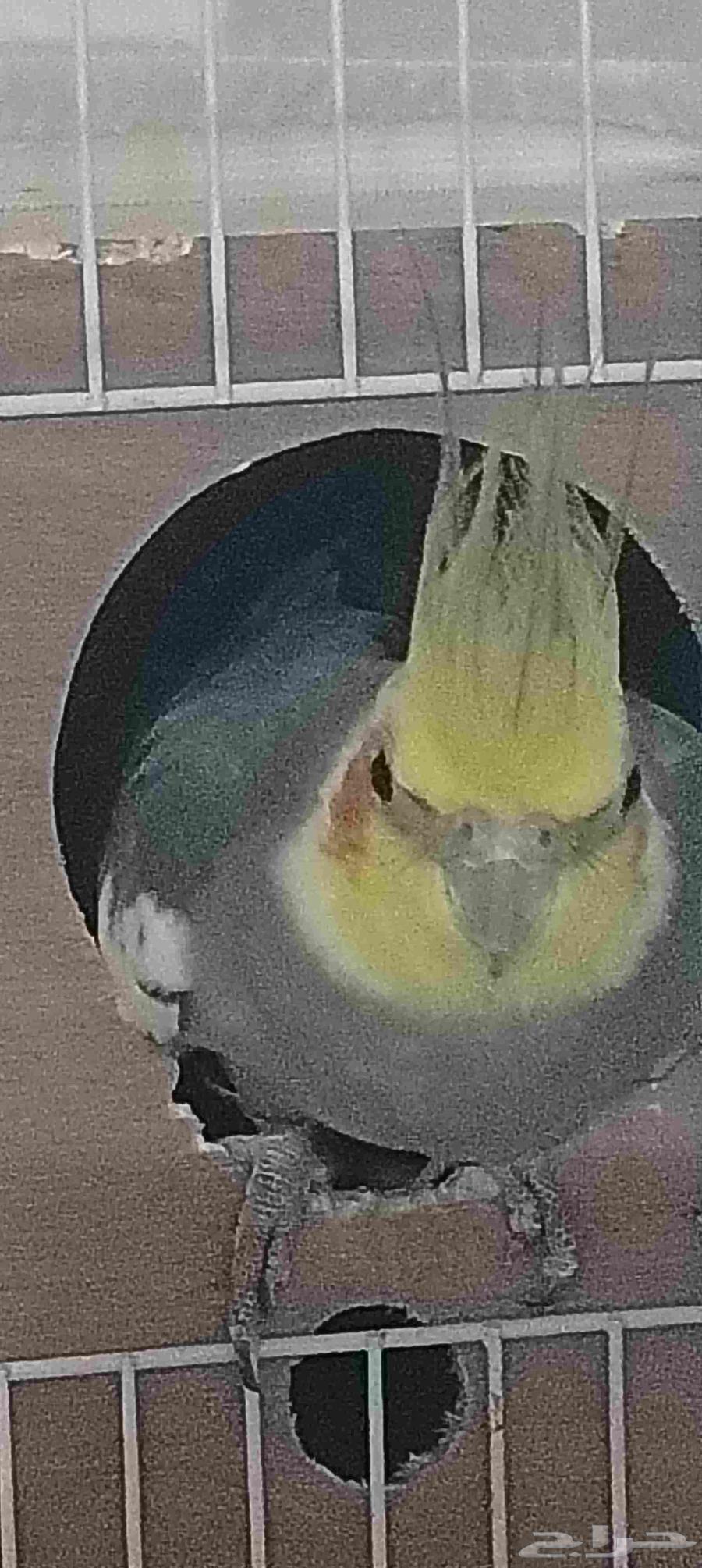 طير كوكتيل باكستاني للبيع64567919238147111