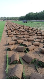 للبيع نجيله خضراء64564866455299114