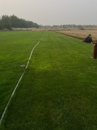 للبيع نجيله خضراء64564866455299113