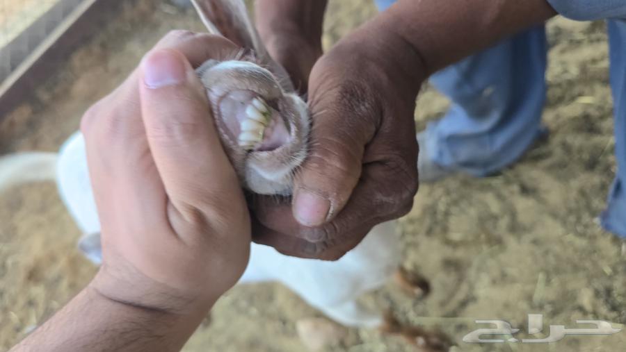 تيوس للبيع64570600493697111