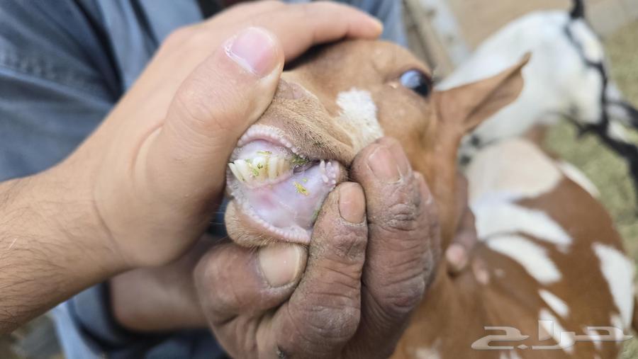 تيوس للبيع64570600493697114