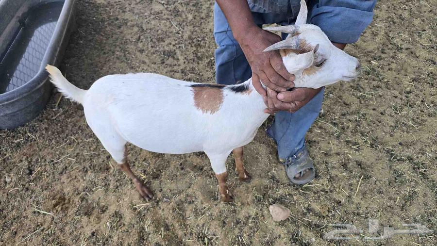 تيوس للبيع64570600493697110