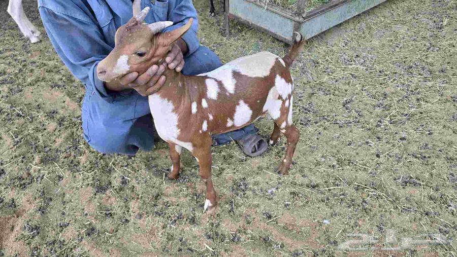 تيوس للبيع64570600493697113