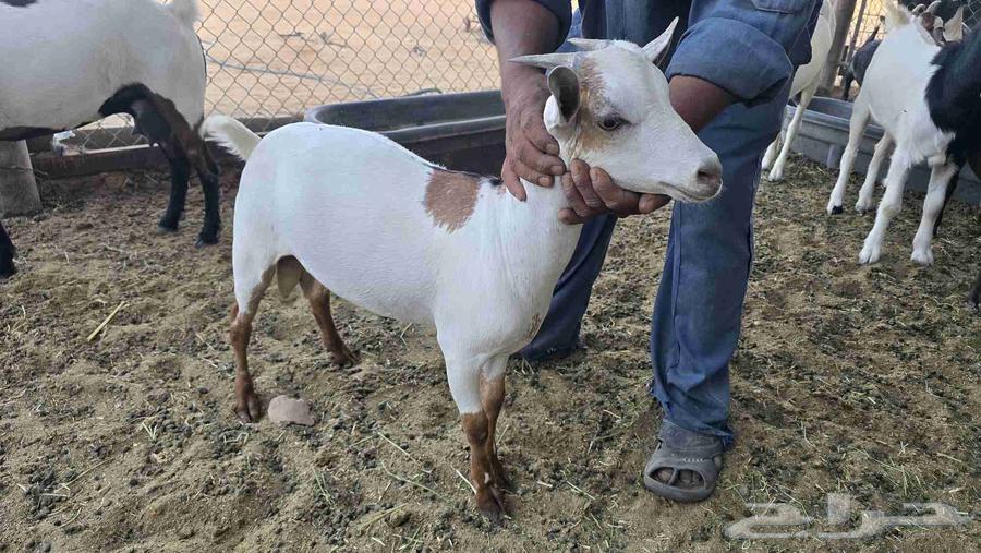 تيوس للبيع64570600493697112