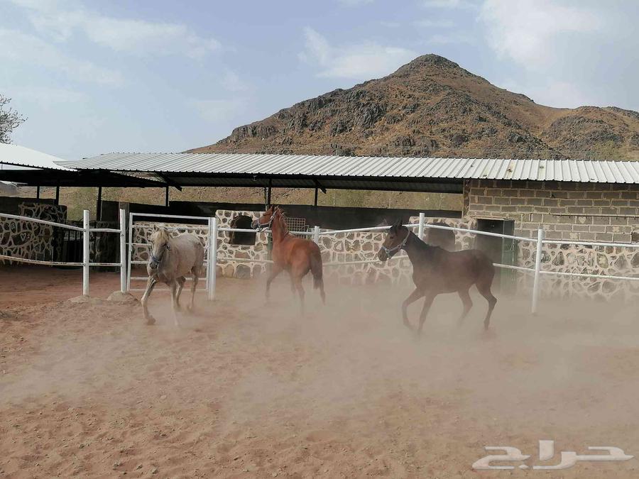 افراس للبيع64567656510083114