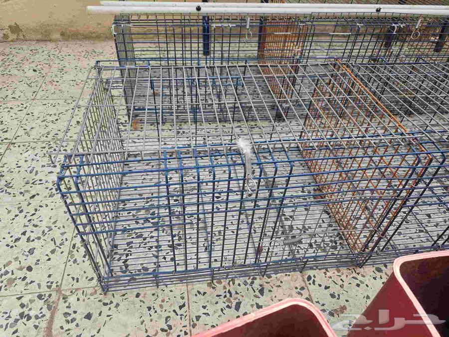 بطارية ارانب 6 عيون64571120446466112