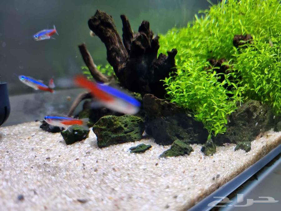 حوض مزروع كامل وجاهز شريمب   نيون   حلزون   ملحقات64570217223425112