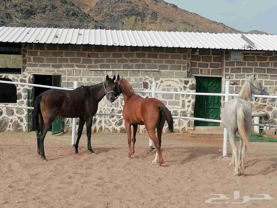 افراس للبيع64567656510083112