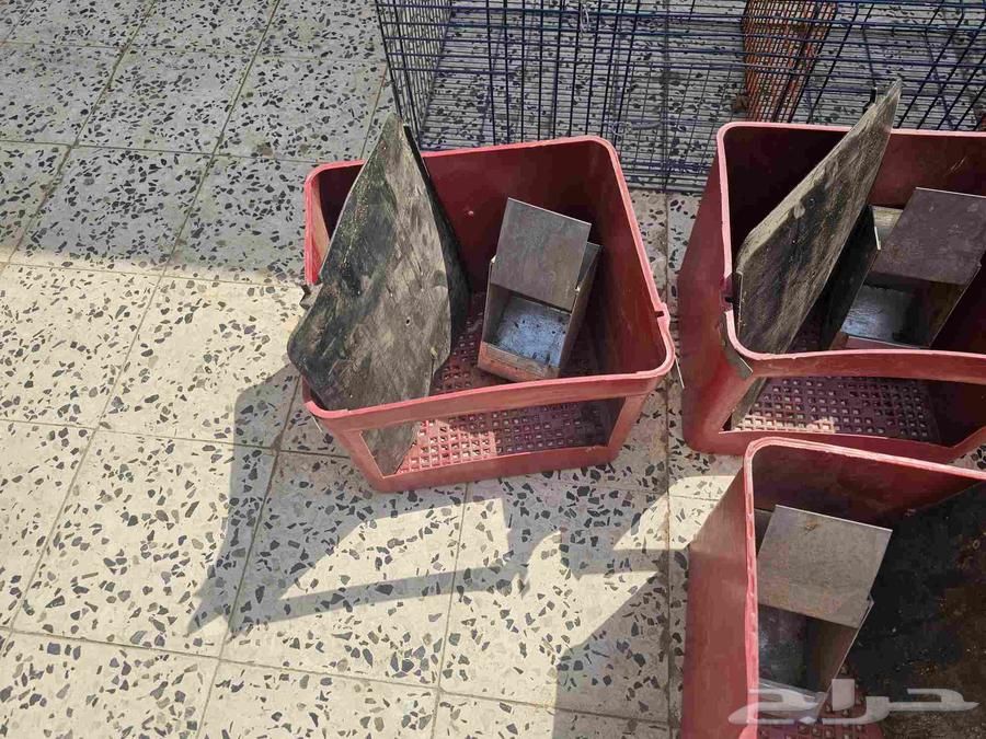 بطارية ارانب 6 عيون64571120446466113