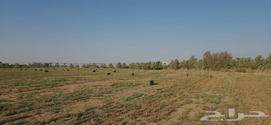 ابومحمد لبيع الاعلاف64566741891201111