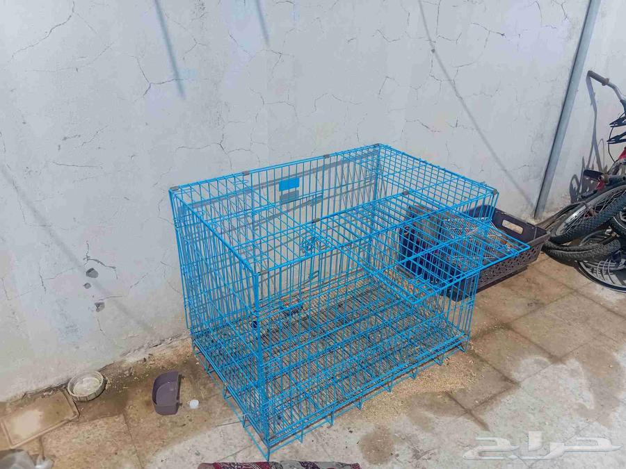 Large, clean cat cage, no flaws, reason for sale is moving64566837944834111