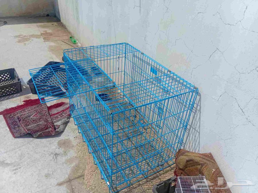 Large, clean cat cage, no flaws, reason for sale is moving64566837944834114