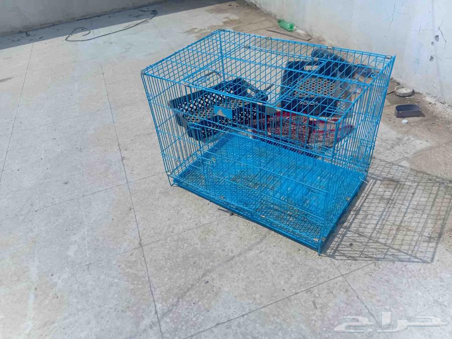 Large, clean cat cage, no flaws, reason for sale is moving64566837944834113