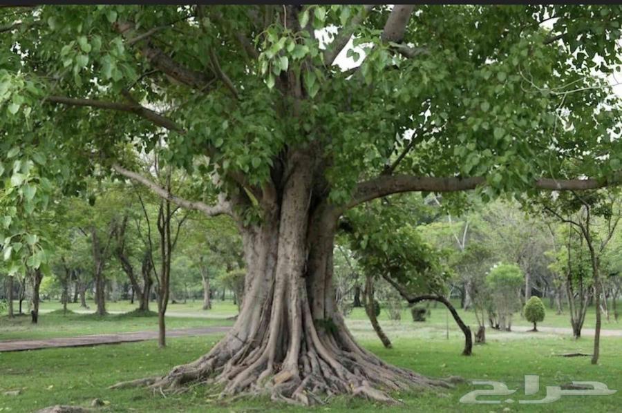 شجره فيكس لسان العصفور64566285946115110