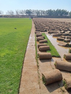 للبيع نجيله خضراء64564866455299112