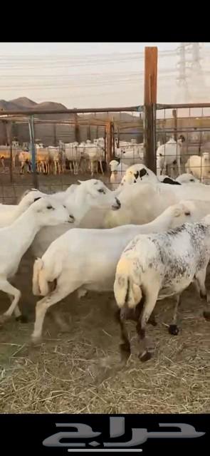 27 ضان ميديات الحد 97064565828560641112