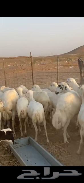 27 ضان ميديات الحد 97064565828560641113