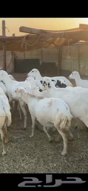 27 ضان ميديات الحد 97064565828560641110