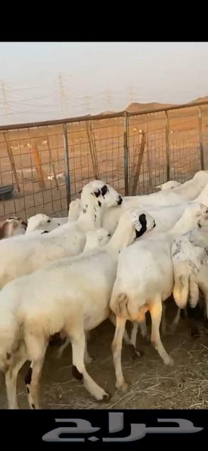 27 ضان ميديات الحد 97064565828560641111